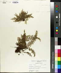 Asplenium verecundum image