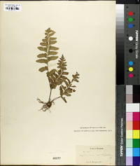 Asplenium cultrifolium image