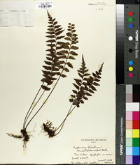 Asplenium polyodon image