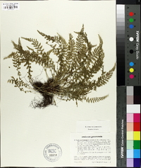 Asplenium fontanum image