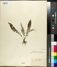 Asplenium lunulatum image