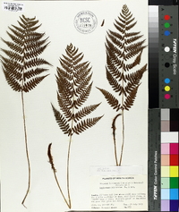 Athyrium yokoscense image