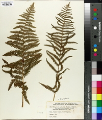 Thelypteris palustris var. pubescens image