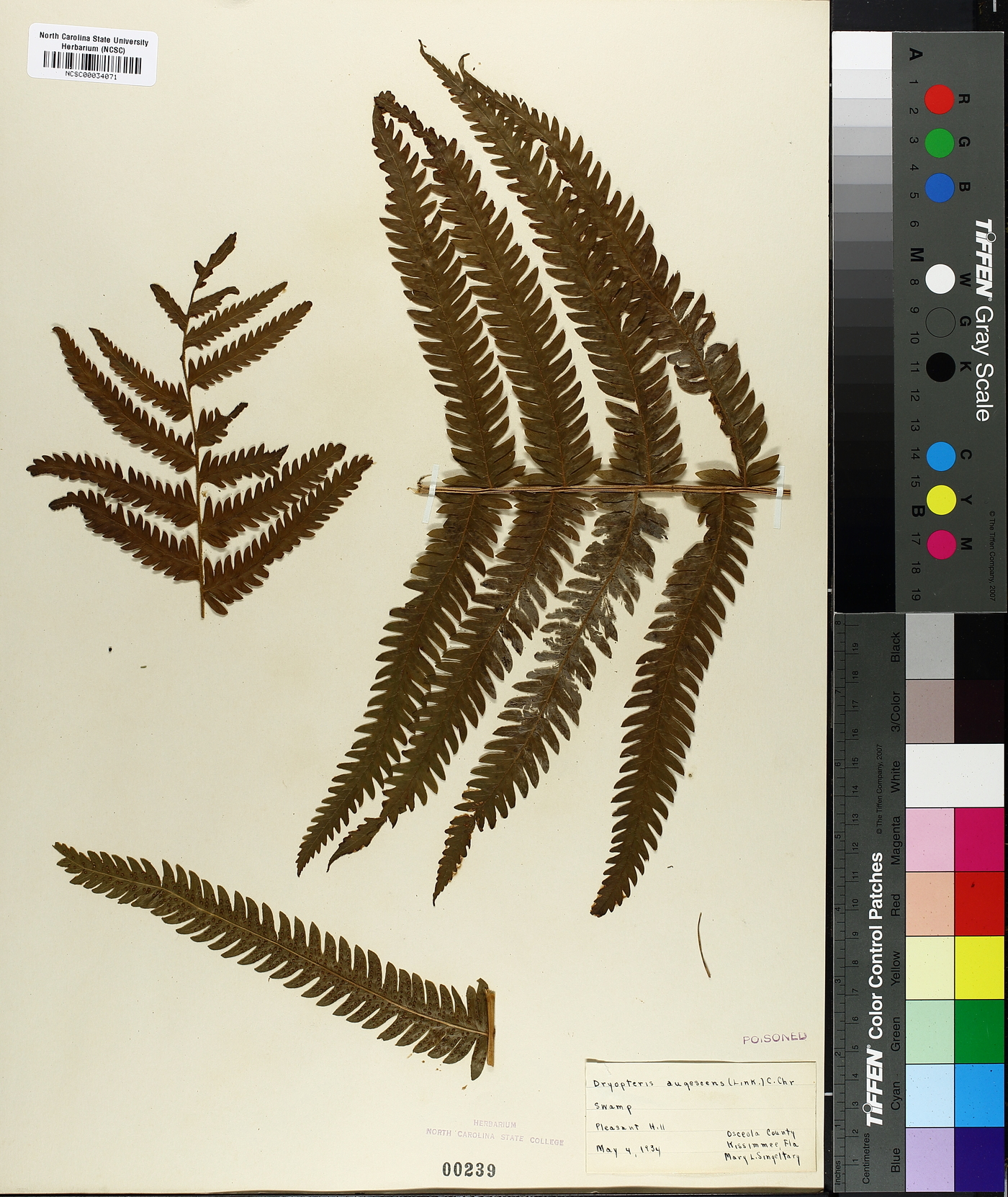 Dryopteris augescens image