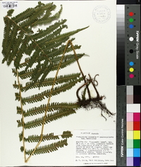 Thelypteris kunthii image