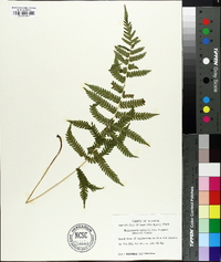 Thelypteris kunthii image