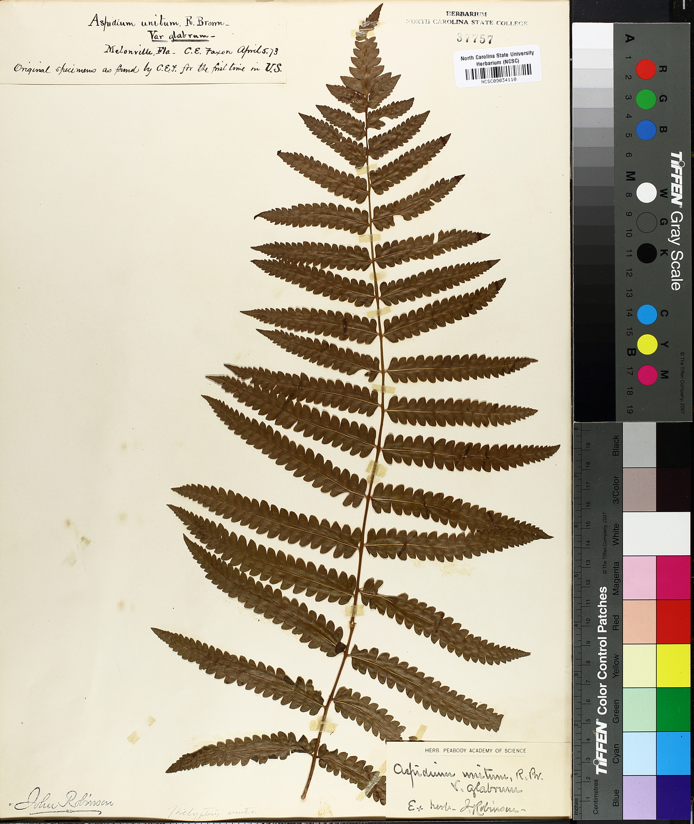 Aspidium unitum var. glabrum image
