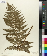 Thelypteris marginalis image