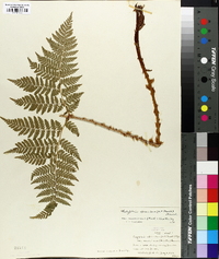 Thelypteris spinulosa var. americana image