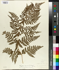 Thelypteris spinulosa var. americana image