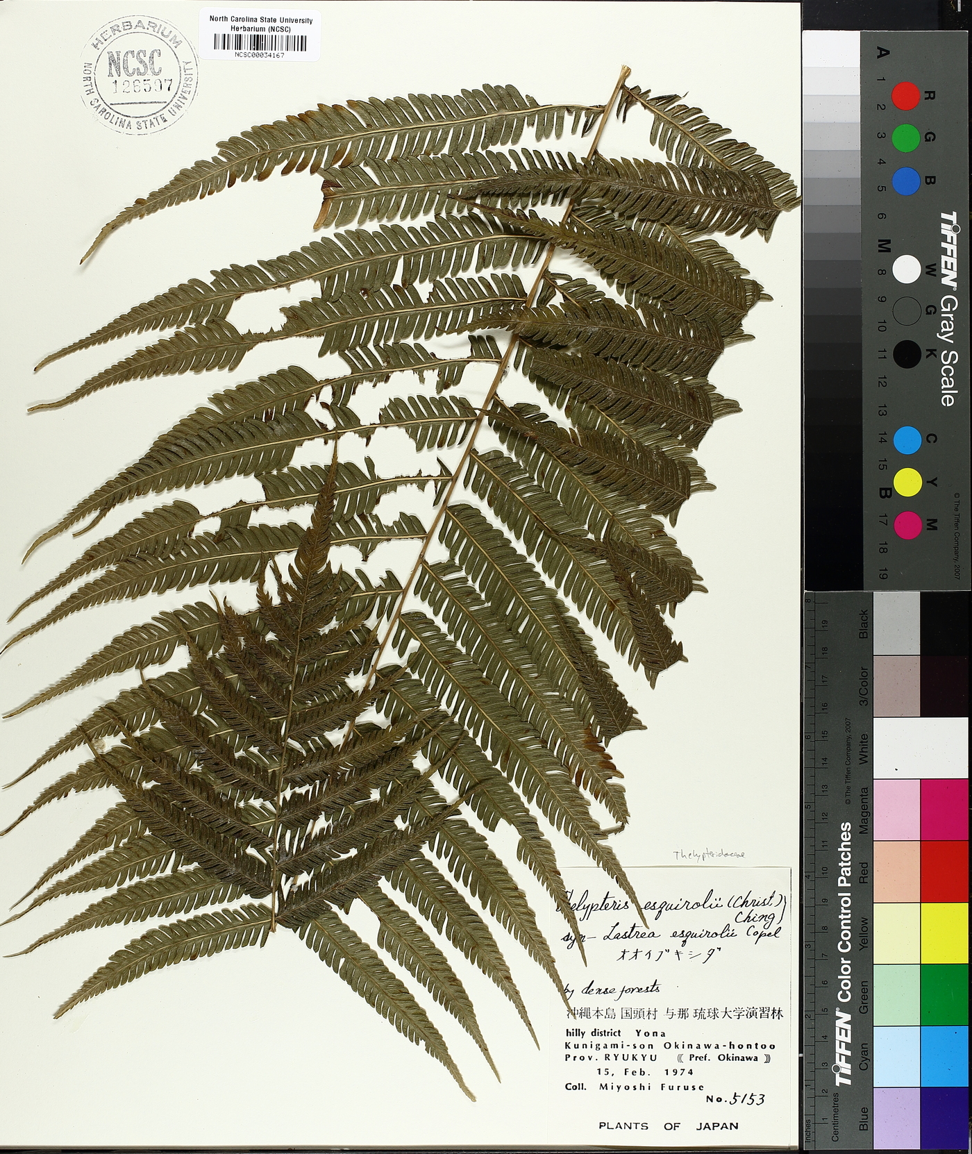 Thelypteris esquirolii image