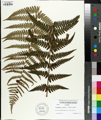 Dryopteris celsa image