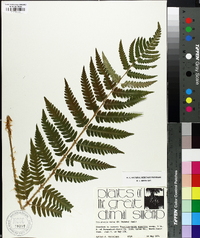 Dryopteris celsa image