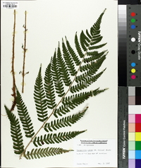 Dryopteris celsa image