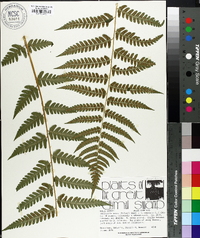 Dryopteris celsa image