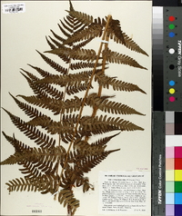 Dryopteris celsa image