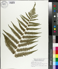 Dryopteris celsa image