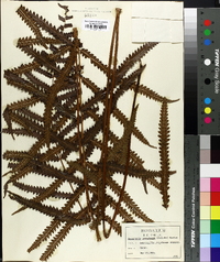 Dryopteris gongylodes image