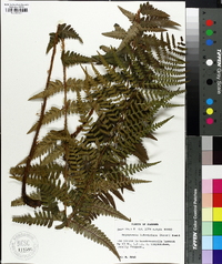 Dryopteris ludoviciana image