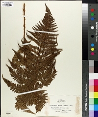 Dryopteris arguta image