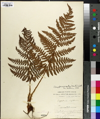 Dryopteris arguta image