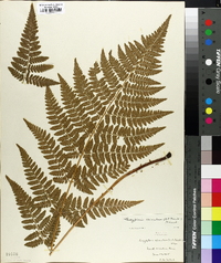 Thelypteris spinulosa image