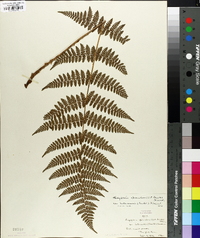 Thelypteris spinulosa image