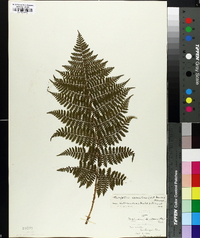 Thelypteris spinulosa image