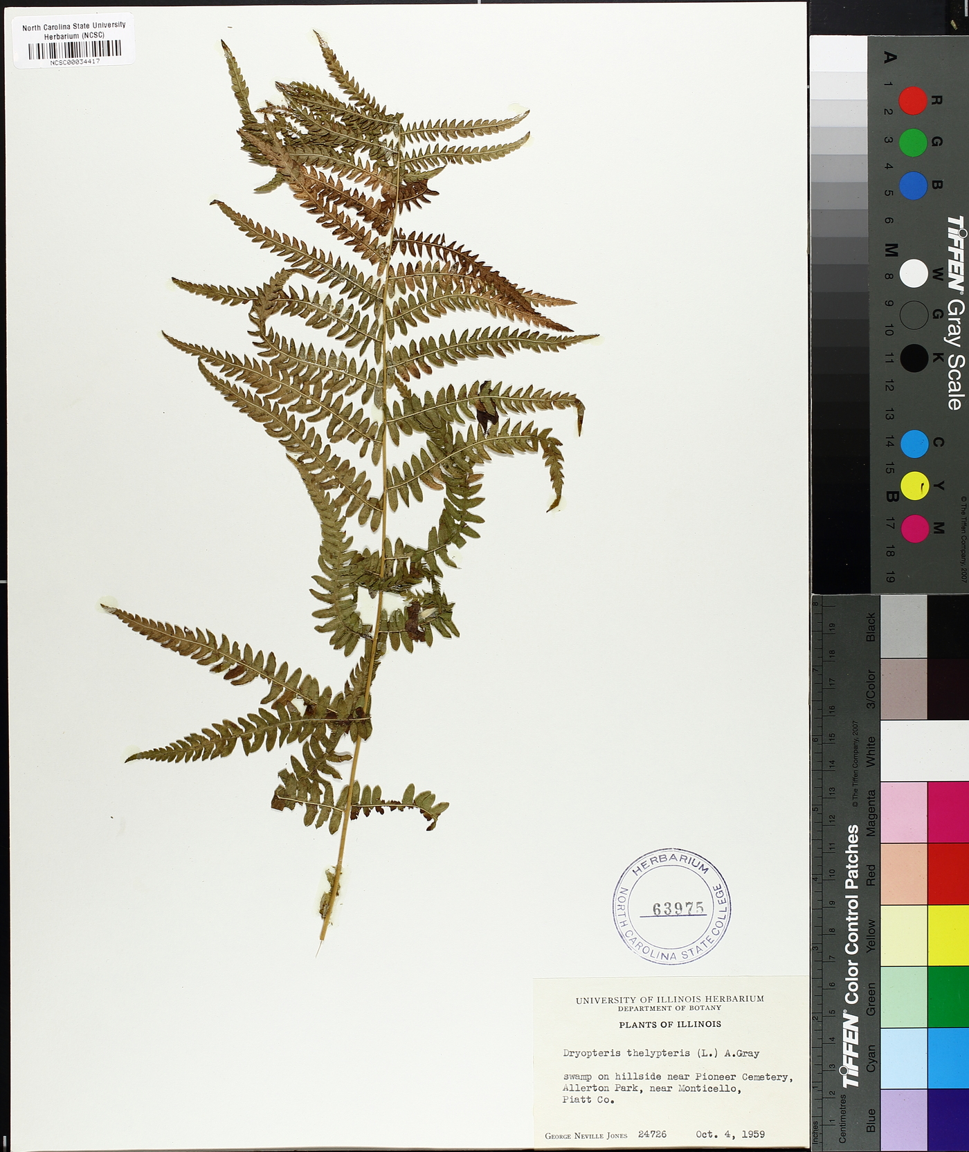 Dryopteris thelypteris image