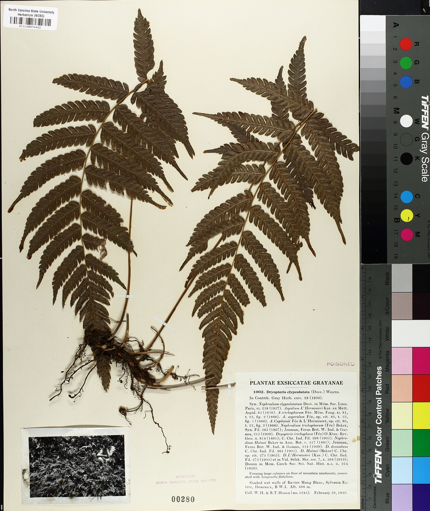 Dryopteris clypeolutata image