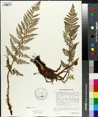 Dryopteris mindshelkensis image