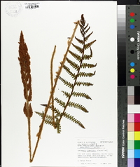 Dryopteris ludoviciana image