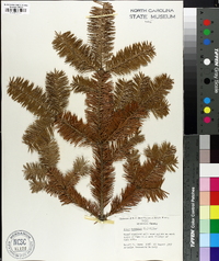 Abies balsamea image