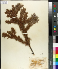 Abies concolor image