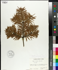 Abies holophylla image