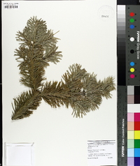 Abies lasiocarpa subsp. arizonica image