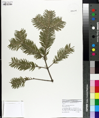 Abies nephrolepis image