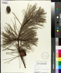 Pinus echinata image
