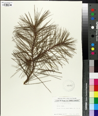 Pinus echinata image