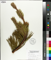 Pinus pungens image