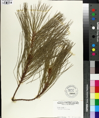 Pinus taeda image