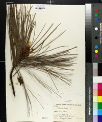 Pinus taeda image