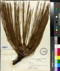 Pinus australis image
