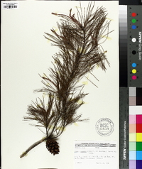 Pinus clausa image