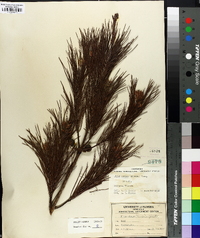 Pinus clausa image