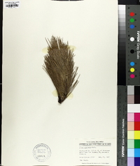 Pinus echinata image