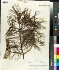 Pinus glabra image