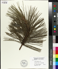 Pinus resinosa image