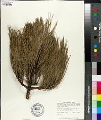 Pinus rigida image