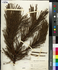 Pinus rigida image
